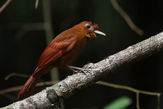 Rosse muisspecht - Dendrocincla homochroa Rosse muisspecht - Dendrocincla homochroa